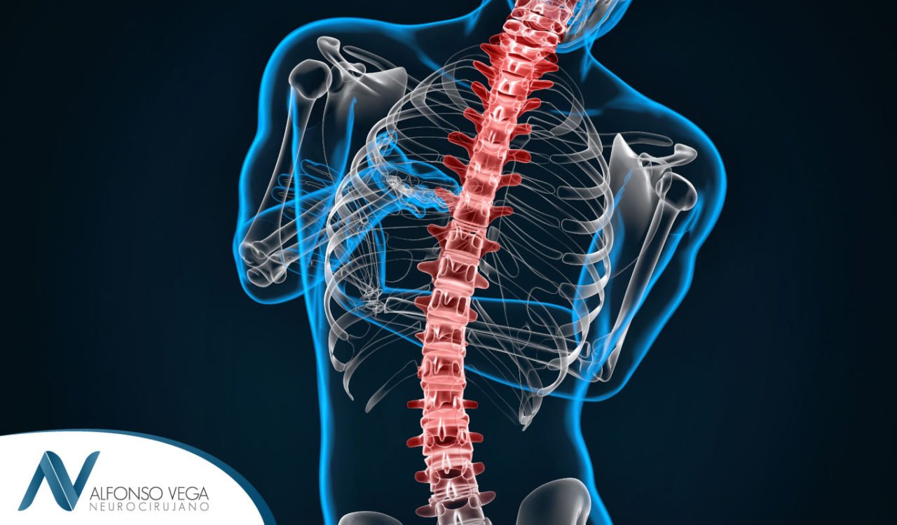 Funciones Y Estructura De La Columna Vertebral Dr Alfonso Vega