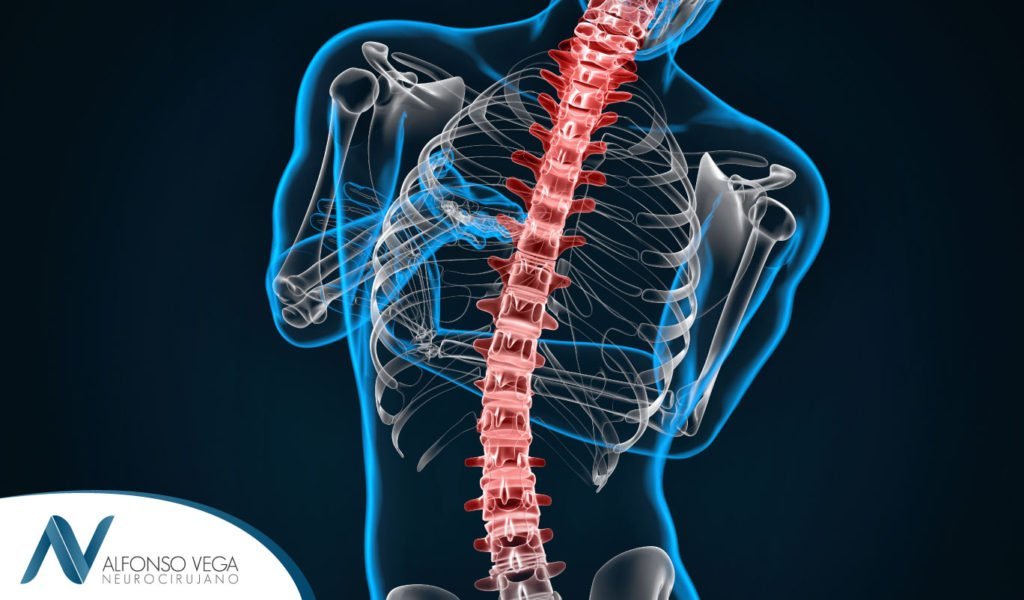 Funciones y estructura de la columna vertebral