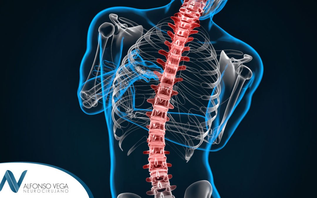 Anatomía de la columna (II). Relación entre las vértebras y los