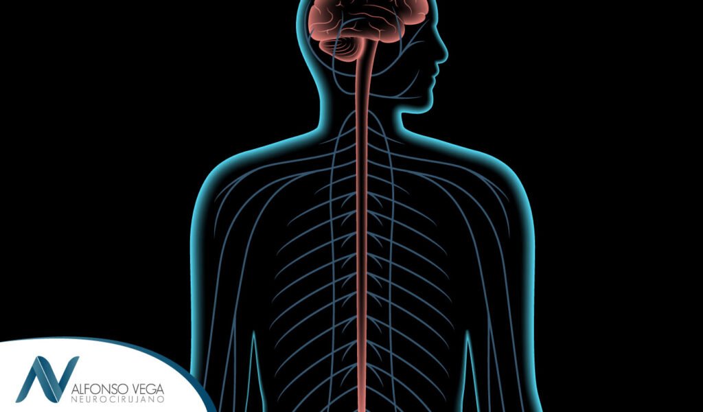 Médula espinal: anatomía y funciones