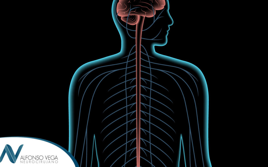 Médula espinal: anatomía y funciones
